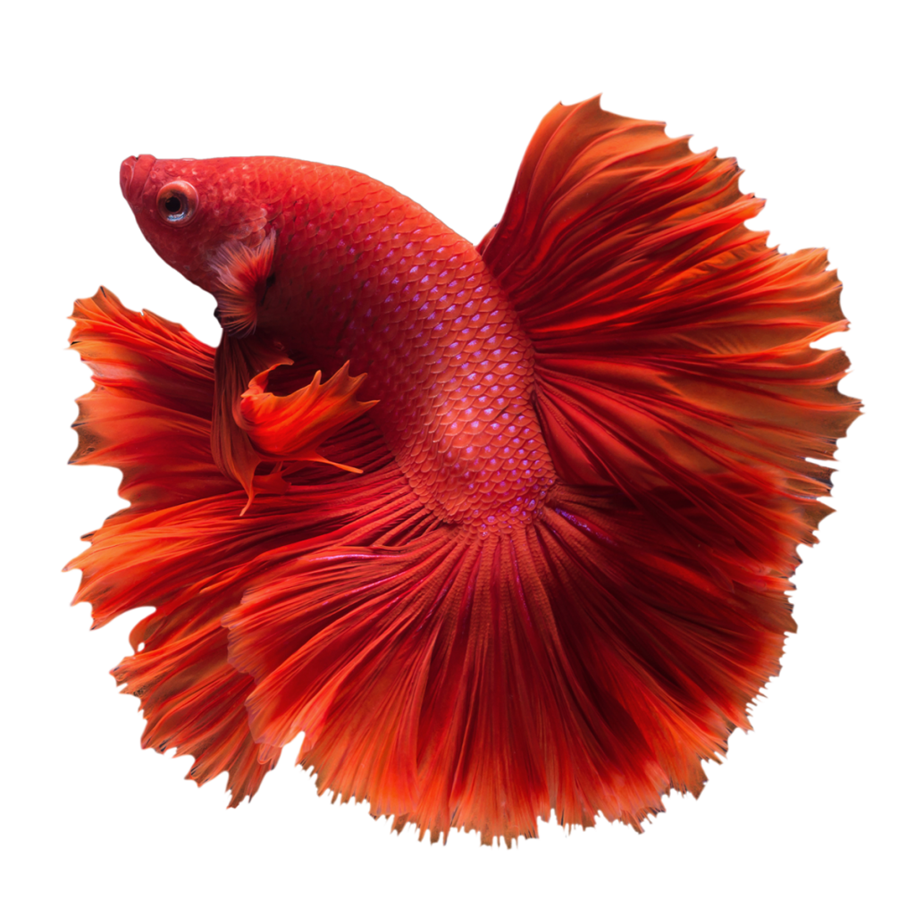 betta fish