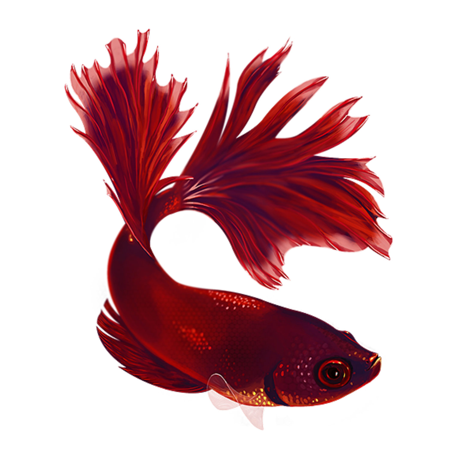 betta